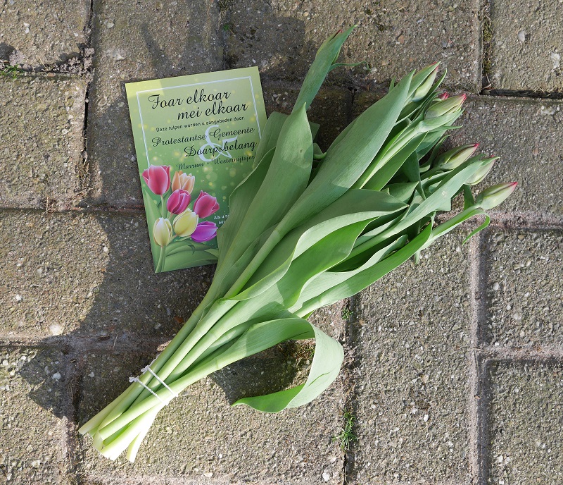 tulpen1