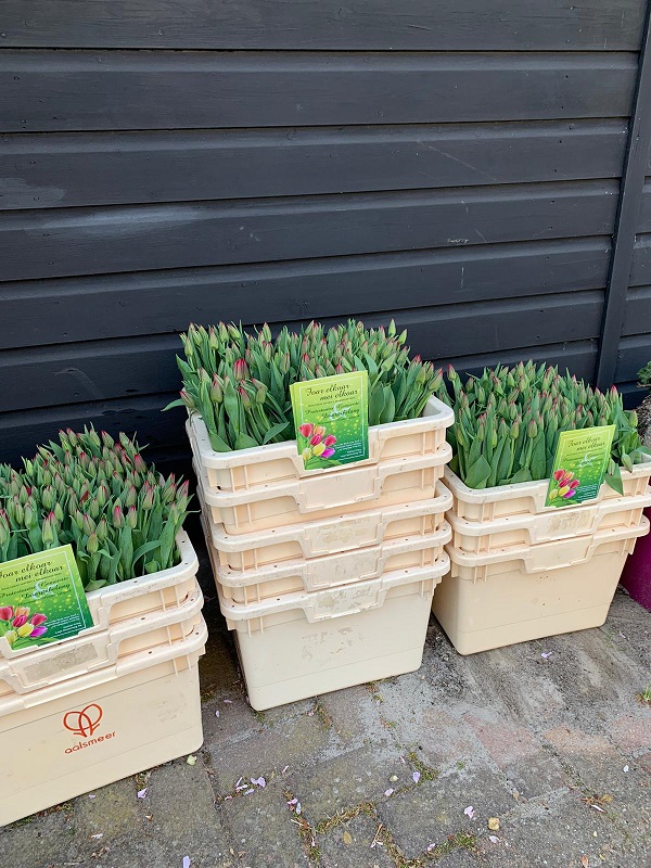 tulpen2