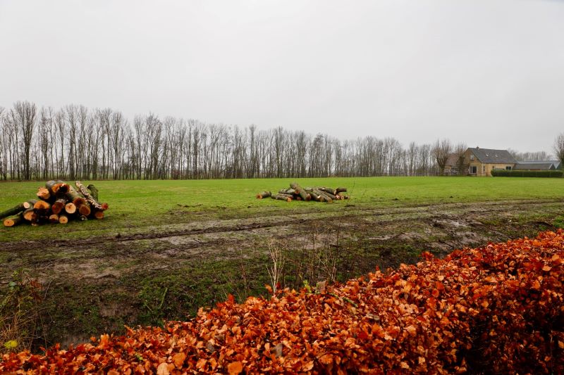 bomen Westernijtsjerk 2