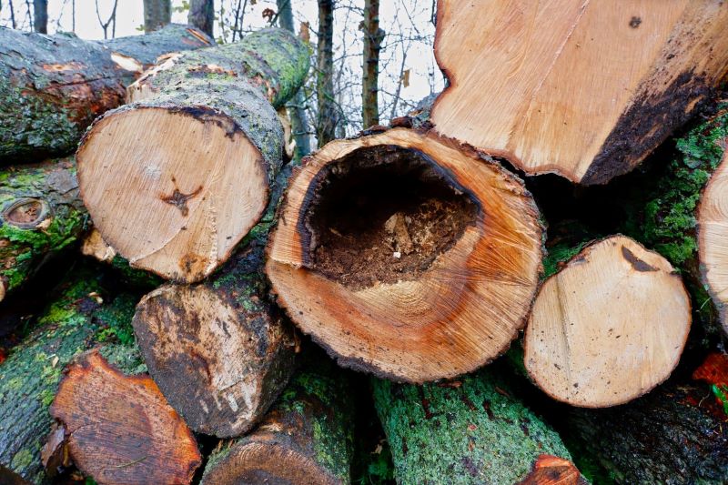 bomen westernijtsjerk 4