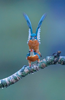 ijsvogel paring ok 1